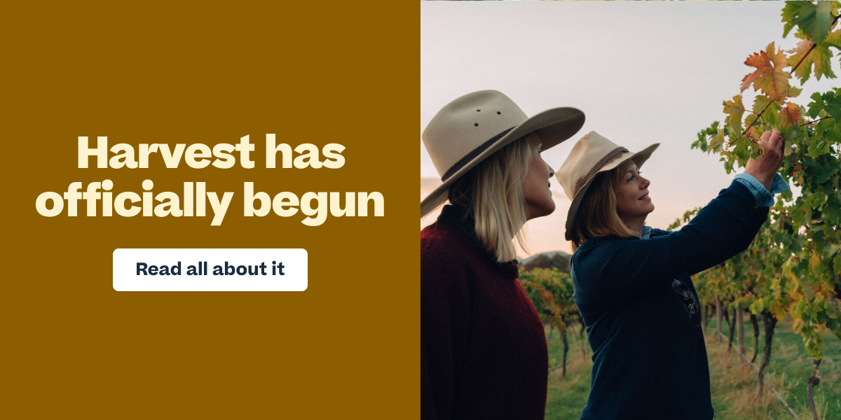Two women wearing wide-brim hats examining grape leaves in a vineyard, with text "Harvest has officially begun"