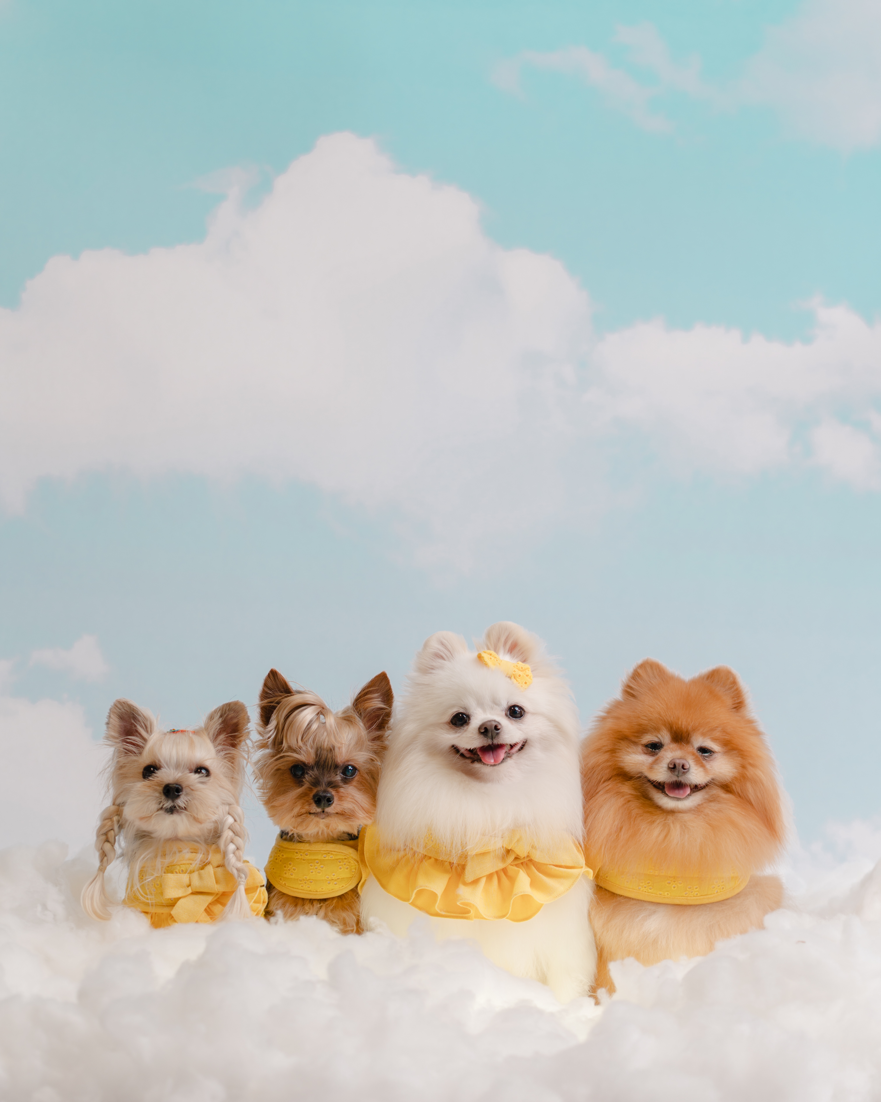 Three small dogs wearing yellow outfits sitting on fluffy clouds against a blue sky with clouds.