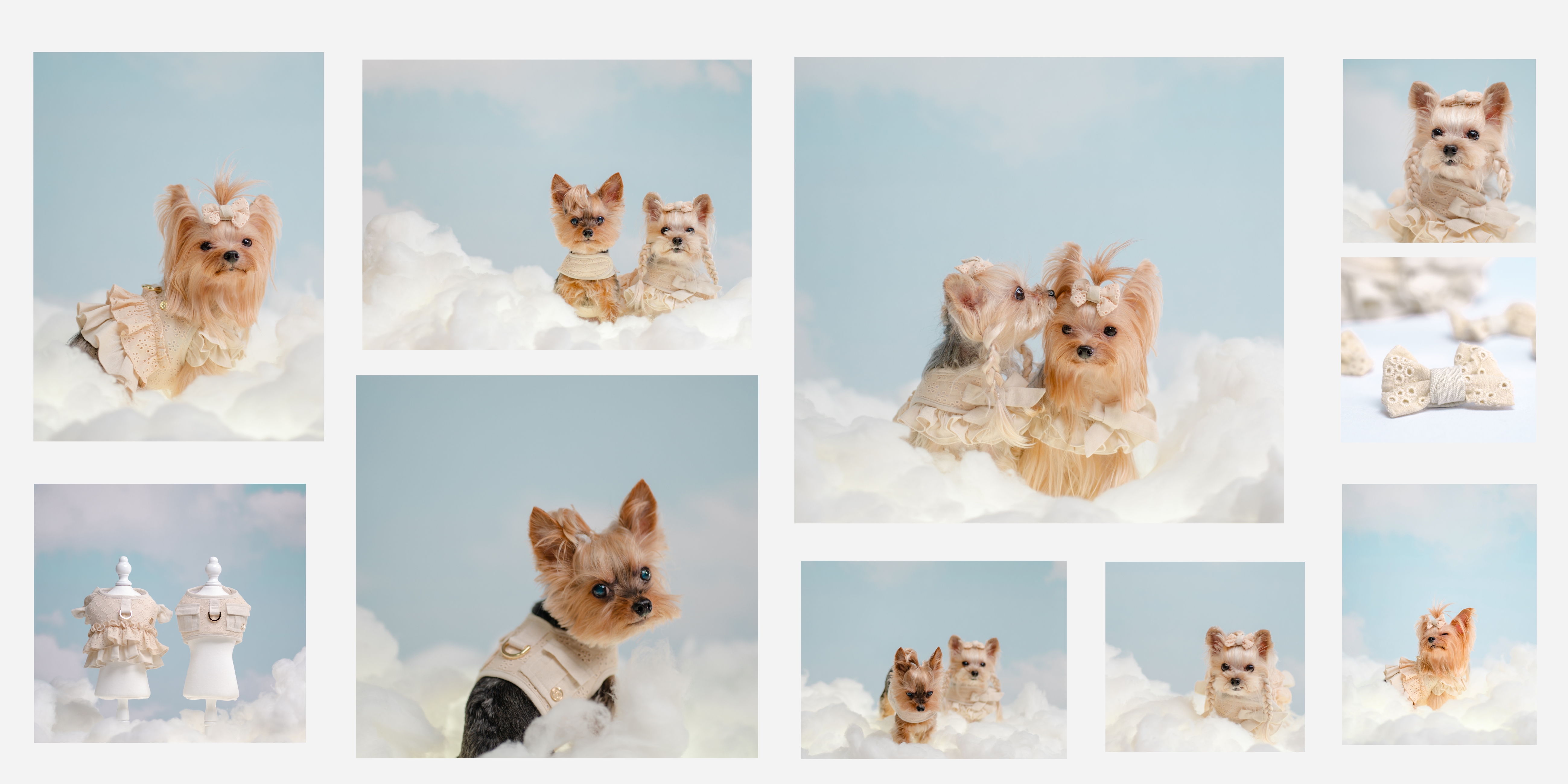A collage of small dogs, mostly Yorkshire Terriers, dressed in cream-colored outfits and bows, posing on a cloud-like backdrop. Some images feature clothing items displayed on mannequins.
