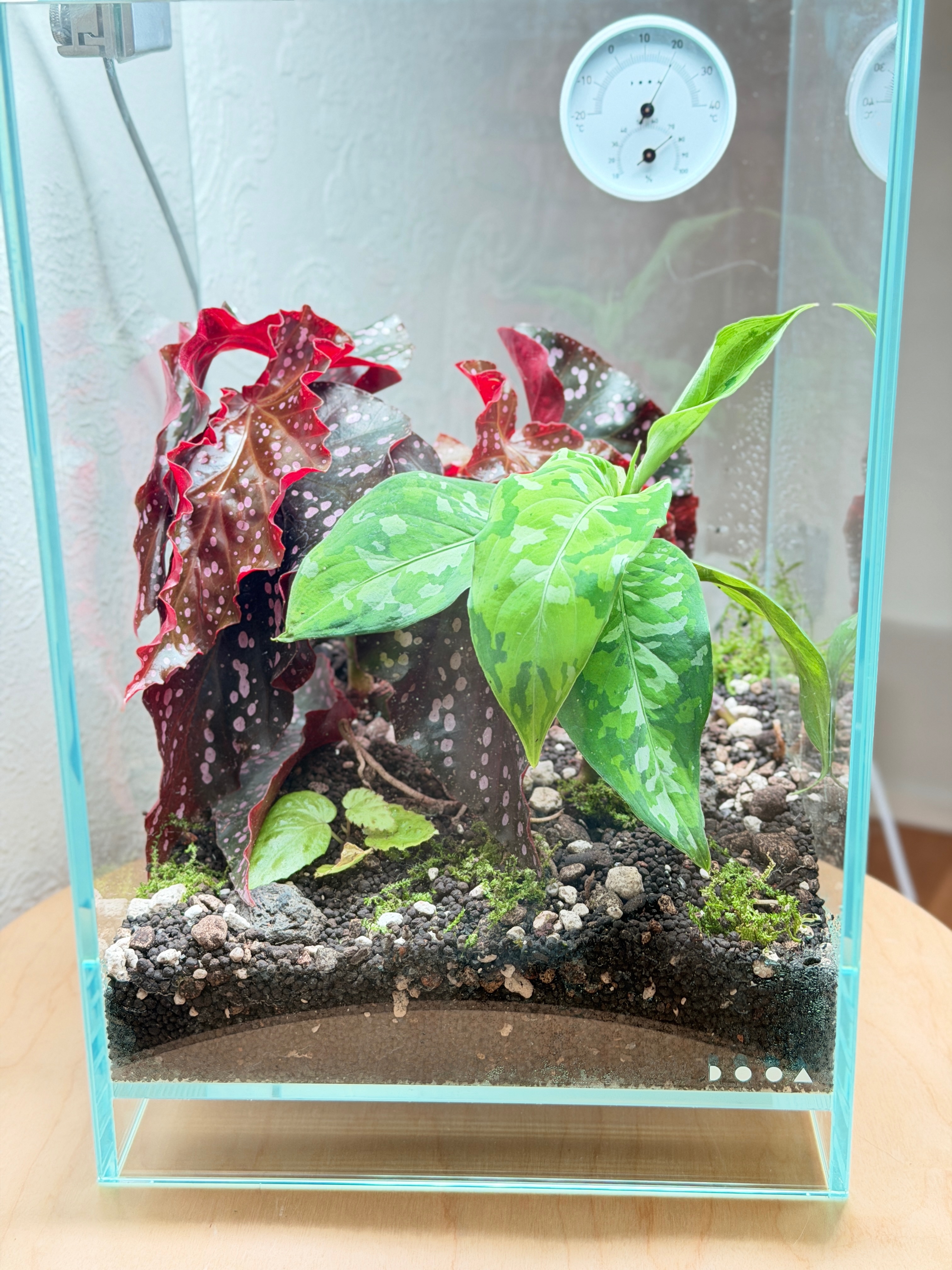 Aglaonema Pictum Tricolor – Aurea Plants