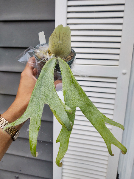 Platycerium Willinckii Moonlight - Rare Collectible | Medium