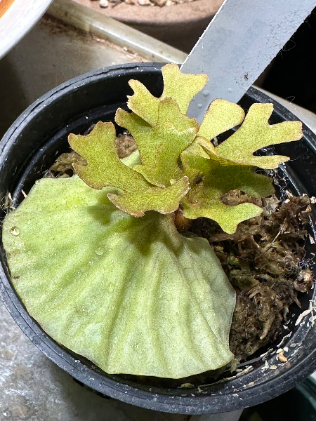 Platycerium Ridleyi Dwarf Plant | Rare, Collectible – HCorchids